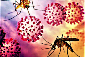 mosquitos-transgenicos-vacunan-humanos