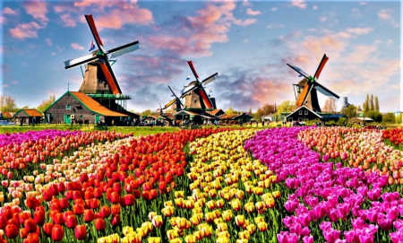 El Gobierno de Países Bajos pretende sacar adelante «la política de asilo más estricta de la historia»